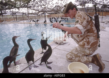 Un soldat allié préalablement huilée alimentation cormorans Phalacrocorax nigrogularis Socotra dans un centre de réadaptation de la guerre du Golfe Banque D'Images