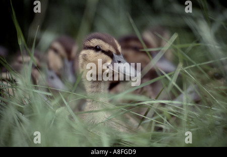 Caneton colvert anus platyrhynchos dormir dans l'herbe Banque D'Images