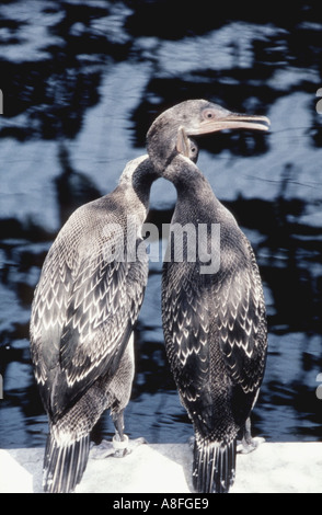 Le Cormoran Phalacrocorax nigrogularis Socotra juvéniles en captivité durant la catastrophe écologique du golfe 1991 Banque D'Images