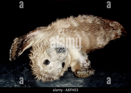 Bébé phoque gris Halichoerus grypus élevés en captivité sur retour UK Banque D'Images