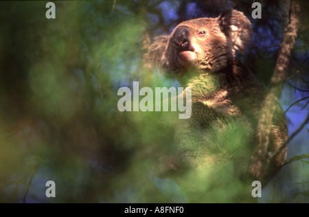 Un koala Phascolarctos cinereus dans un arbre avec des feuilles de bush l'avant-plan flou ou l'Australie Queensland Banque D'Images