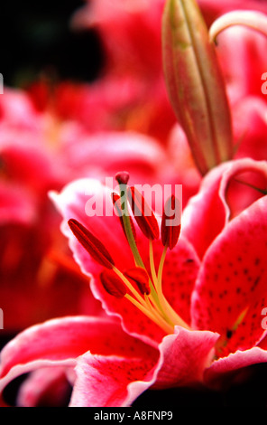 Stargazer Lily Banque D'Images