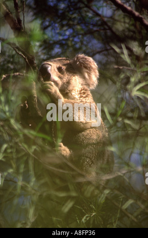 Un koala Phascolarctos cinereus eucalyptus en Australie Queensland Banque D'Images