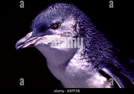 Blanc Bleu détail ancêtre ressemblant à peu Eudyptula albosignata penguin Australie Banque D'Images