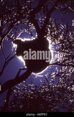 Koala Phascolarctos cinereus dans un eucalyptus silhouetté contre le soleil Banque D'Images