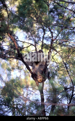 Koala Phascolarctos cinereus dans un eucalyptus en Australie Banque D'Images