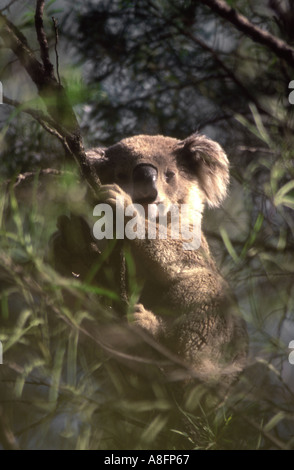 Koala Phascolarctos cinereus dans un eucalyptus avec bush de couleur verte avant-plan flou L'Australie Banque D'Images