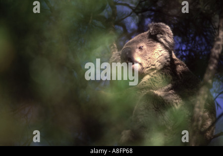 Koala Phascolarctos cinereus dans un eucalyptus avec bush de couleur verte avant-plan flou L'Australie Banque D'Images