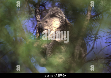 Koala Phascolarctos cinereus dans un eucalyptus avec bush de couleur verte avant-plan flou L'Australie Banque D'Images