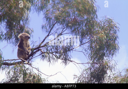 Un koala Phascolarctos cinereus dans un arbre avec des feuilles de bush l'avant-plan flou ou l'Australie Queensland Banque D'Images