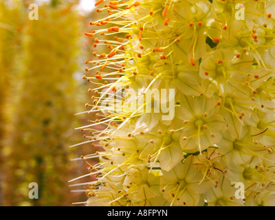 Eremurus Hybriden foxtail Lily bougie du désert Banque D'Images