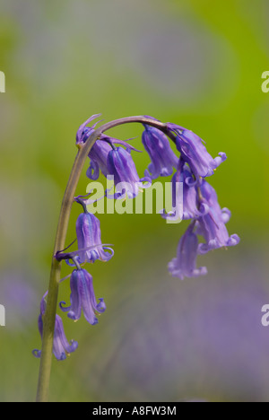 Fleurs jacinthes des bois près, buff, Cambridgeshire, Angleterre, RU Banque D'Images