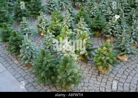 Les arbres de Noël en vente Munich Bavaria Allemagne