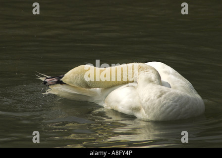 Un cygne muet (Cynus olor) projections (nettoyage et lissage) dans l'eau. Banque D'Images