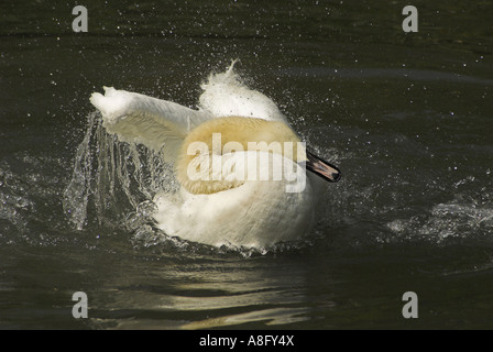 Un cygne muet (Cynus olor) projections (nettoyage et lissage) dans l'eau. Banque D'Images