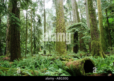 17 septembre 2006 Cathedral Grove l'île de Vancouver, Colombie-Britannique Canada Une rare vieille forêt de sapin de Douglas Banque D'Images