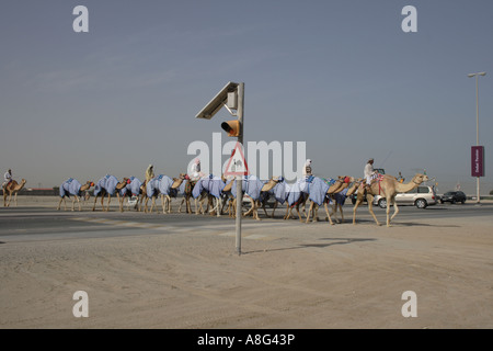 Camel crossing road à la course, Dubaï, Emirats Arabes Unis. Photo par Willy Matheisl Banque D'Images