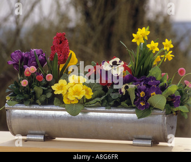 Cache-pot de différentes fleurs Banque D'Images
