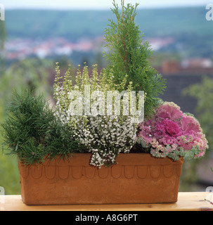 Cache-pot avec différentes plantes Banque D'Images