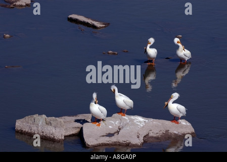 Cinq Pélicans d'Amérique Pelecanus erythrorhynchos sur Fox River DePere Wisconsin tubercule nuptial sur adultes reproducteurs beak Banque D'Images