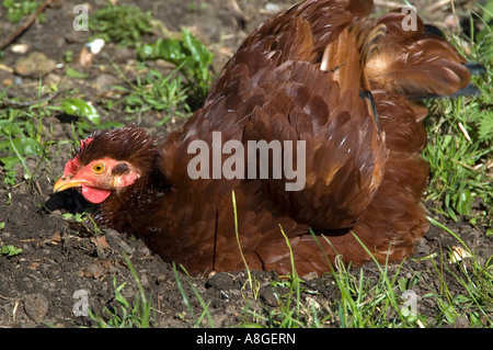 Le bain de poussière chicken Banque D'Images