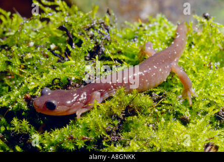 Aneides lugubris, salamandre arboricole, dans un jardin à l'arrière de San Francisco Banque D'Images