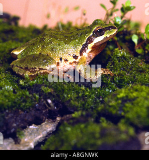 Rainette du Pacifique Hyla regilla San Francisco California USA phase de vert Banque D'Images