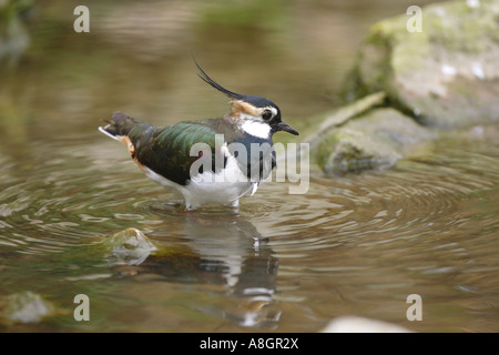 Sociable Vanellus vanellus baignant dans l'eau en Angleterre Angleterre Europe Banque D'Images