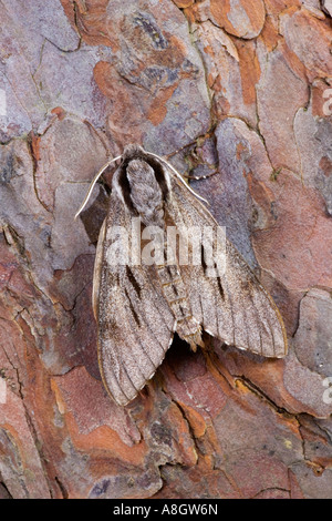 Hawk-moth pin Hyloicus pinastri au repos sur tronc de pin bedfordshire potton Banque D'Images