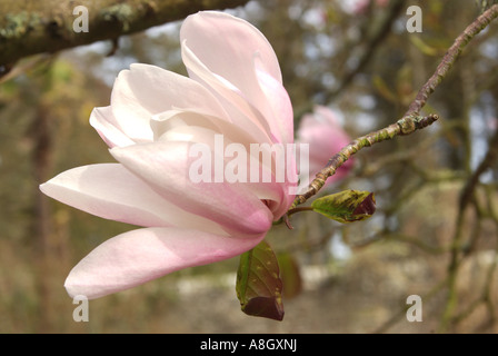 Magnolia sprengeri. Banque D'Images