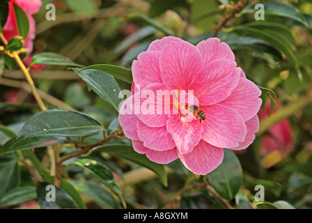 Camellia williamsii * reticulata MAUD MESSEL Banque D'Images