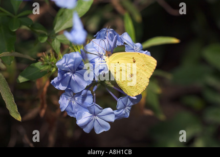 Papillon Bleu Banque D'Images