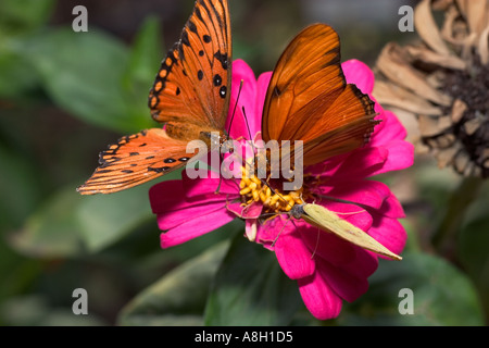 Gulf Fritillary et soufre sans nuages et la Reine Butterfly Banque D'Images