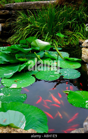 De nénuphars sur l'eau calme Banque D'Images