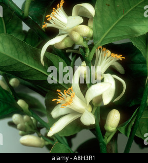Fleurs de citron en fleurs blanches avec des anthères jaunes Banque D'Images