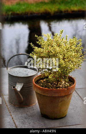 Une boîte de panaché PLANTE DE COUVERTURE DANS UN POT EN ARGILE SUR UN PATIO MODERNE UK Banque D'Images