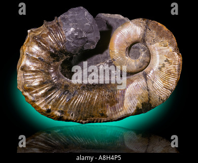 Fossiles Ammonite Ancyloceras matheranianum aberrante du Crétacé inférieur la Russie Banque D'Images