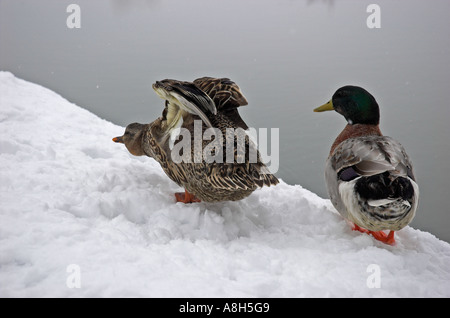 Deux canards colvert Anas platyrhynchos dans snow by lake Banque D'Images