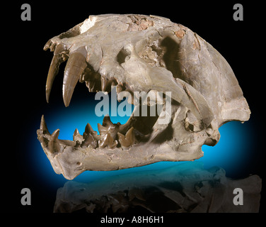 Dent de sabre crâne Chat Dinictus squalidens Oligocène, le Dakota du Sud Banque D'Images