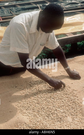 Travailleur noir pose et contrôle de grains de café de séchage après le classement au Kenya Banque D'Images