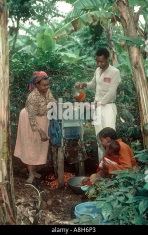 Les cerises de café de pâte à la main de la famille dans les petites plantations privées Kilimandjaro Tanzanie Banque D'Images