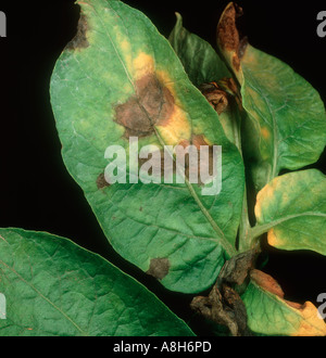 L'alternariose de la pomme de terre Alternaria alternata les lésions sur les feuilles de pommes de terre Banque D'Images