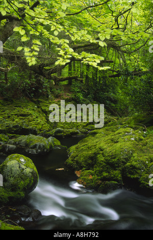 Tollymore Forest Park en Irlande du Nord dans les îles britanniques avec ruisseau qui traverse la végétation verte Banque D'Images