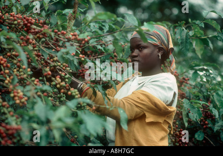 Woman picking venu les cerises de café de la brousse en Tanzanie Arusha Banque D'Images