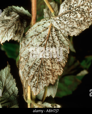 La rouille Phragmidium rubi idaei framboise sur feuille de framboise Banque D'Images