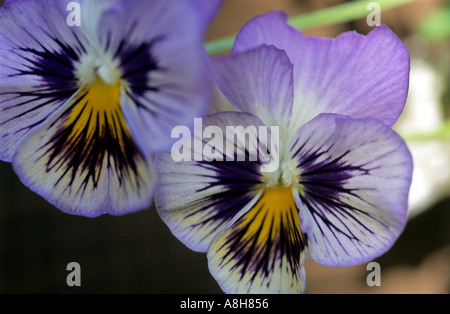 Pensées Viola pourpre Banque D'Images
