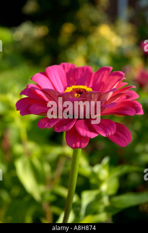 Daisy rose Zinnia elegans Asteraceae Banque D'Images