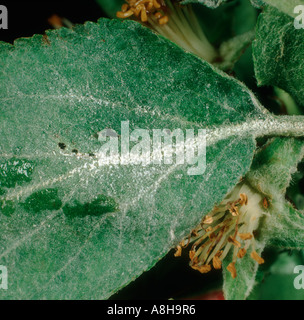 Oïdium (Podosphaera leucotricha infection primaire mycélium sur feuille de pommier dessous Banque D'Images