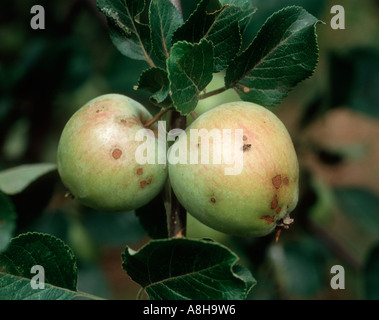 La tavelure Venturia inaequalis sur les fruits Banque D'Images