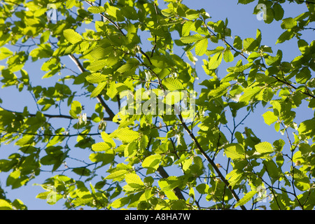 La lumière du soleil qui brillait à travers vert vif printemps la croissance des feuilles contre un ciel bleu clair. Banque D'Images